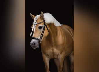Edelbluthaflinger, Mare, 15 years, 14,3 hh, Chestnut-Red