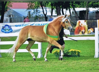 Edelbluthaflinger, Mare, 16 years, 14.2 hh, Chestnut-Red