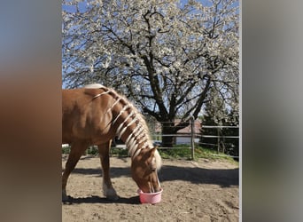 Edelbluthaflinger, Mare, 16 years, 14 hh, Chestnut-Red