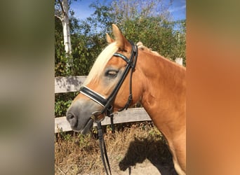 Edelbluthaflinger, Mare, 17 years, 14,1 hh, Chestnut-Red