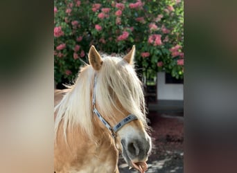 Edelbluthaflinger, Mare, 17 years, 14,1 hh, Chestnut-Red