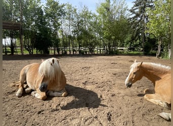 Edelbluthaflinger, Mare, 17 years, 14,1 hh, Chestnut-Red