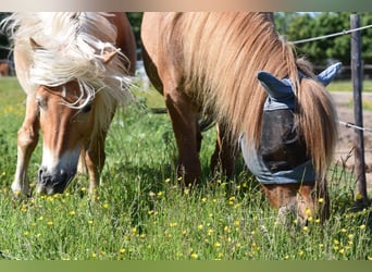 Edelbluthaflinger, Mare, 17 years, 14,1 hh, Chestnut-Red