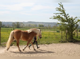 Edelbluthaflinger, Mare, 17 years, 14,1 hh, Chestnut-Red