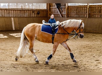 Edelbluthaflinger, Mare, 18 years, 14 hh, Chestnut-Red