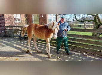 Edelbluthaflinger, Mare, 1 year