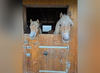 Edelbluthaflinger, Mare, 1 year, Chestnut-Red