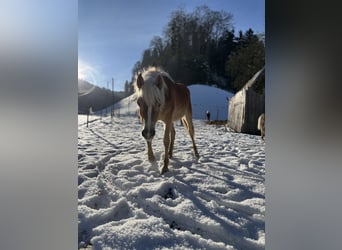 Edelbluthaflinger, Mare, 1 year, Chestnut-Red