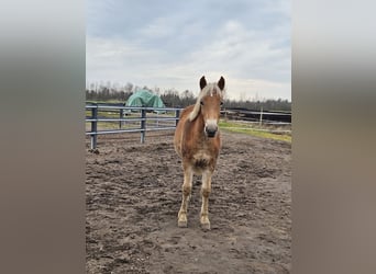 Edelbluthaflinger, Mare, 1 year, Chestnut-Red