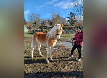 Edelbluthaflinger, Mare, 2 years, Chestnut-Red