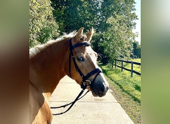 Edelbluthaflinger, Mare, 3 years, 13,2 hh