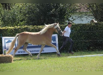 Edelbluthaflinger, Stute, 3 Jahre, 14,1 hh