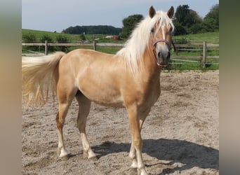 Edelbluthaflinger, Mare, 3 years, 14,1 hh, Chestnut-Red