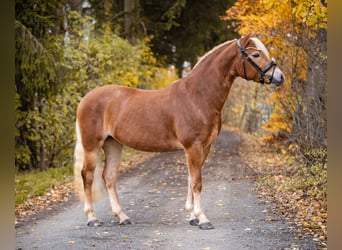 Edelbluthaflinger, Mare, 3 years, 14.1 hh, Chestnut-Red