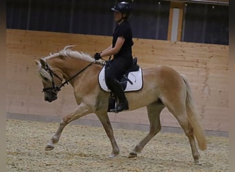 Edelbluthaflinger, Mare, 3 years, 14.2 hh, Chestnut-Red