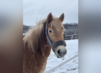 Edelbluthaflinger, Mare, 3 years, 14 hh