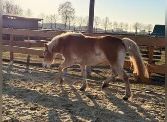 Edelbluthaflinger, Mare, 3 years, 14,1 hh, Chestnut-Red