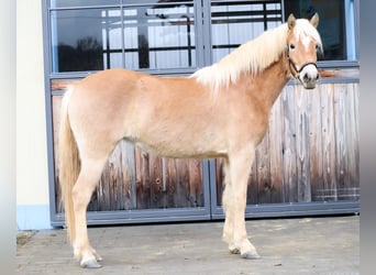 Edelbluthaflinger, Mare, 3 years, 14,2 hh, Chestnut-Red