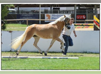 Edelbluthaflinger, Mare, 3 years, 14,2 hh, Chestnut-Red
