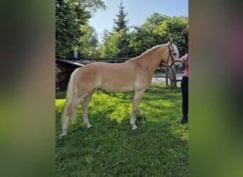 Edelbluthaflinger, Mare, 3 years, Chestnut-Red