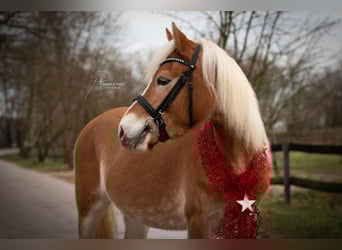Edelbluthaflinger, Mare, 4 years, 13,3 hh, Chestnut-Red