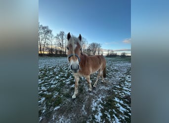 Edelbluthaflinger, Mare, 4 years, 14.1 hh, Chestnut-Red