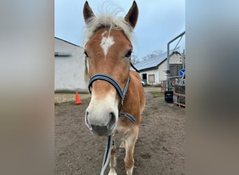 Edelbluthaflinger, Mare, 4 years, 14.1 hh, Chestnut-Red