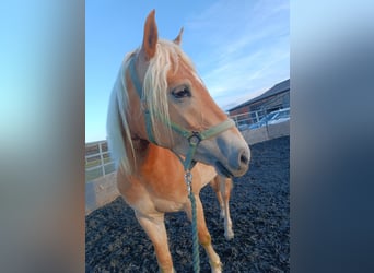 Edelbluthaflinger, Mare, 4 years, 14.1 hh, Chestnut-Red