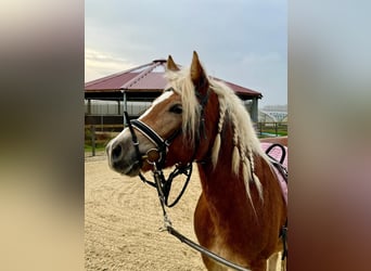 Edelbluthaflinger, Mare, 4 years, 14,1 hh, Chestnut-Red