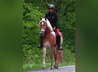 Edelbluthaflinger, Mare, 4 years, 14.1 hh