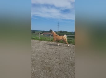 Edelbluthaflinger, Mare, 4 years, 14,1 hh, Palomino