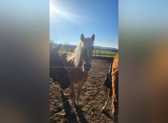 Edelbluthaflinger, Mare, 4 years, 14,1 hh, Palomino