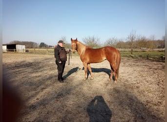 Edelbluthaflinger, Mare, 4 years, 14.2 hh, Chestnut-Red