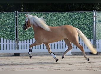 Edelbluthaflinger, Mare, 4 years, 14 hh, Chestnut-Red