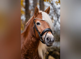 Edelbluthaflinger, Mare, 4 years, 14,1 hh, Chestnut-Red