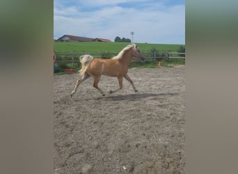 Edelbluthaflinger, Mare, 4 years, 14,1 hh, Palomino