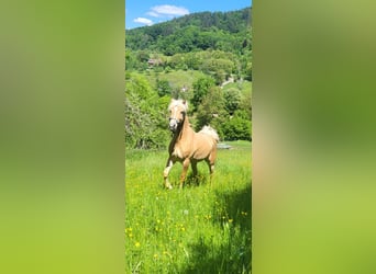 Edelbluthaflinger, Mare, 4 years, 14,1 hh, Palomino