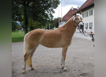Edelbluthaflinger, Mare, 4 years, 14,2 hh, Palomino