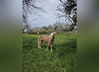 Edelbluthaflinger, Mare, 5 years, 14.2 hh, Palomino