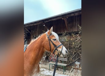 Edelbluthaflinger, Mare, 5 years, 14 hh, Chestnut-Red