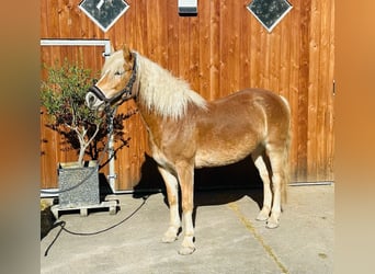 Edelbluthaflinger, Mare, 5 years, 14 hh, Chestnut-Red