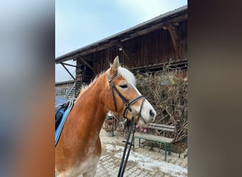 Edelbluthaflinger, Mare, 5 years, 14,1 hh, Chestnut-Red
