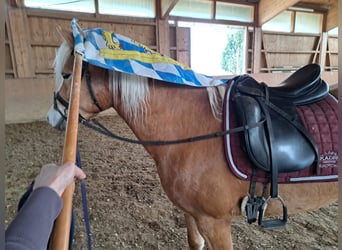 Edelbluthaflinger, Mare, 5 years, 14,3 hh, Chestnut-Red