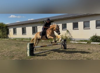 Edelbluthaflinger, Mare, 6 years, 14.1 hh, Chestnut-Red