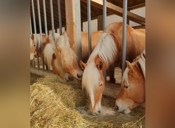 Edelbluthaflinger, Mare, 6 years, 14.2 hh, Brown-Light