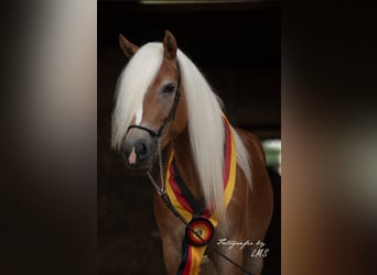 Edelbluthaflinger, Mare, 6 years, 14,2 hh, Chestnut-Red