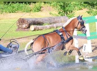 Edelbluthaflinger, Mare, 6 years, 14,2 hh, Chestnut-Red
