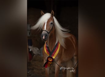 Edelbluthaflinger, Mare, 6 years, 14,2 hh, Chestnut-Red