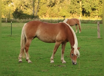 Edelbluthaflinger, Mare, 7 years, 14.1 hh, Chestnut-Red