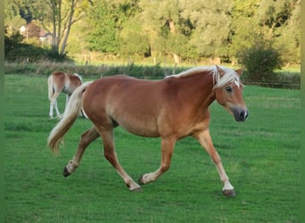 Edelbluthaflinger, Mare, 7 years, 14.1 hh, Chestnut-Red